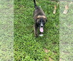 Small #3 Labrador Retriever-Mountain Cur Mix
