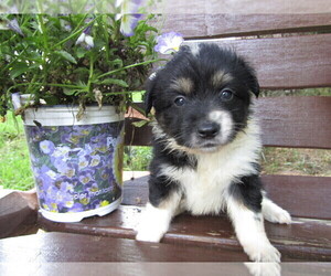 Huskimo Puppy for sale in HUDSON, MI, USA