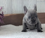 Small #6 French Bulldog