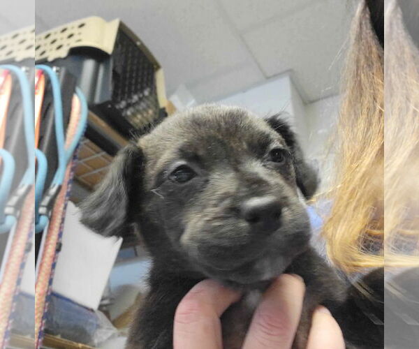 Medium Photo #14 Mutt Puppy For Sale in Holly Springs, NC, USA