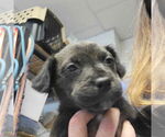 Small #13 Mutt