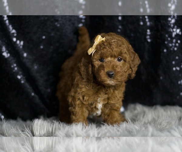 Medium Photo #4 Goldendoodle (Miniature) Puppy For Sale in WARSAW, IN, USA