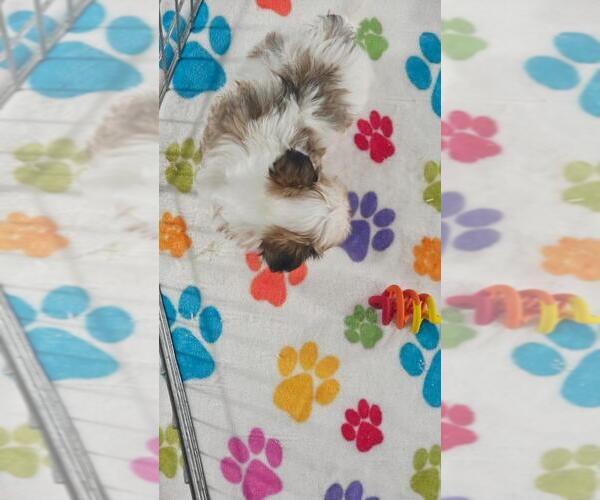 Medium Photo #12 Papitese Puppy For Sale in ORO VALLEY, AZ, USA