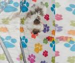 Bandit - Male Papitese Puppy for Sale - Photo #12