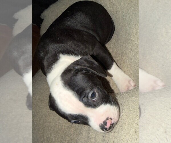 Medium Photo #5 American Bulldog Puppy For Sale in INDEPENDENCE, MO, USA
