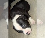 Small #4 American Bulldog