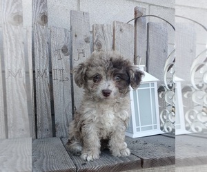 Aussiedoodle Miniature Puppy for sale in FREDERICKSBURG, OH, USA