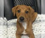 Small #7 Labrador Retriever Mix