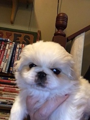 Pekingese-Shorkie Tzu Mix Puppy for sale in ROCHESTER, NY, USA