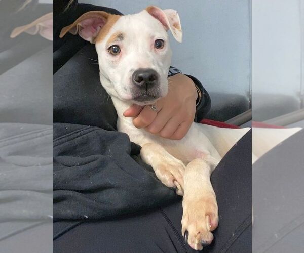 Medium Photo #8 American Pit Bull Terrier-Unknown Mix Puppy For Sale in Rockaway, NJ, USA