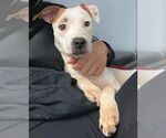 Small #7 American Pit Bull Terrier Mix