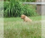 Small #3 Golden Retriever