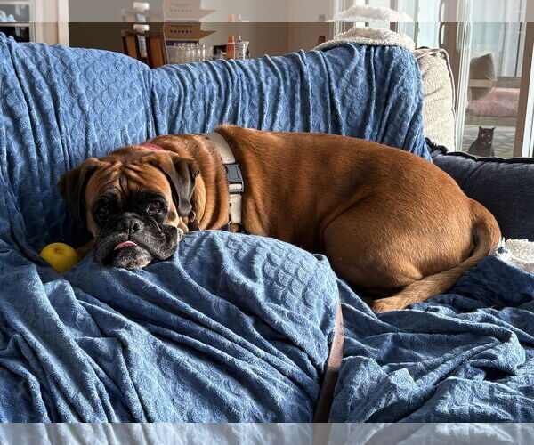 Medium Photo #4 Boxer Puppy For Sale in Woodbury, MN, USA