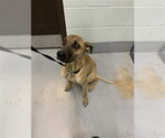 Small German Shepherd Dog Mix