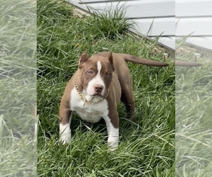 American Bully Puppy for sale in MARNE, OH, USA