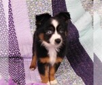 Small Photo #3 Miniature Australian Shepherd Puppy For Sale in CINCINNATI, OH, USA
