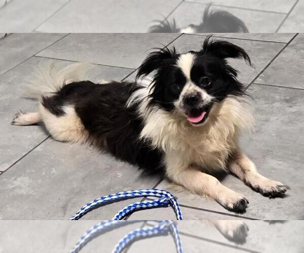 Medium Photo #2 Papillon-Unknown Mix Puppy For Sale in San Antonio, TX, USA