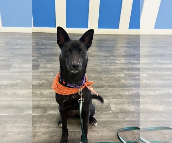 Medium Photo #4 Mutt Puppy For Sale in Euless, TX, USA