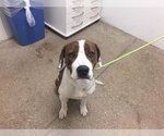 Small American Pit Bull Terrier Mix