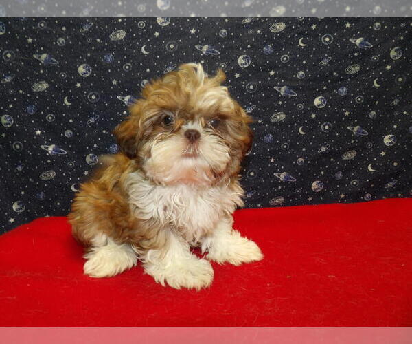 Medium Photo #12 Shih Tzu Puppy For Sale in PATERSON, NJ, USA