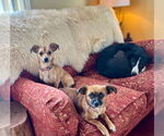 Small #20 Chihuahua