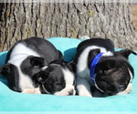 Small Photo #5 Boston Terrier Puppy For Sale in HUGHESVILLE, MD, USA