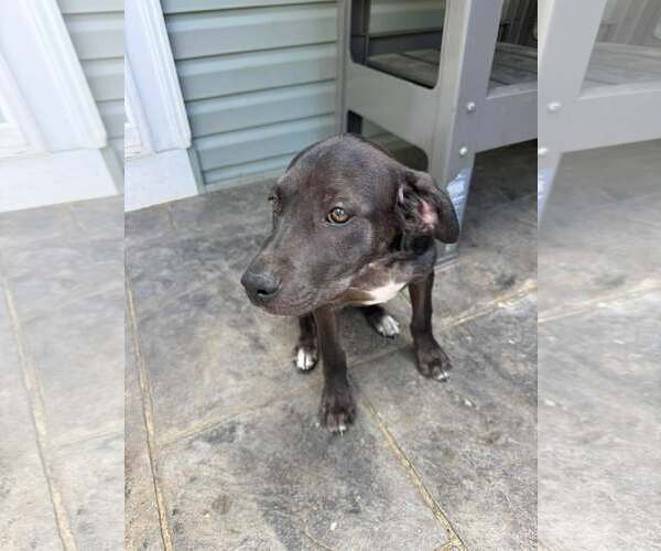 Medium Photo #3 Labrador Retriever-Unknown Mix Puppy For Sale in pomfret, CT, USA