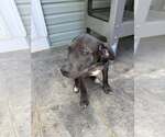 Small #2 Labrador Retriever Mix
