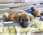 Small Mutt