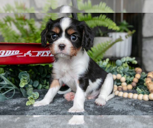 Medium Photo #1 Cavalier King Charles Spaniel Puppy For Sale in NARVON, PA, USA