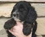 Small Photo #10 Bernedoodle Puppy For Sale in CLARE, IL, USA