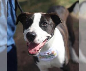 American Staffordshire Terrier-Unknown Mix Dogs for adoption in San Antonio, TX, USA