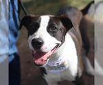 Small American Staffordshire Terrier Mix