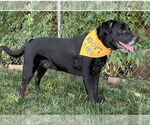 Small #4 Labrador Retriever