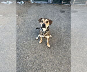 Labrador Retriever-Unknown Mix Dogs for adoption in Brewster, NY, USA
