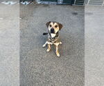 Small Labrador Retriever Mix