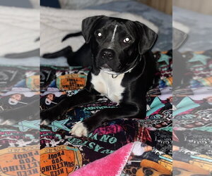 Rainy - Female Mutt Dog for Adoption - Photo #7