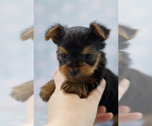 Yorkshire Terrier Puppy for sale in VIOLA, WI, USA