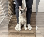 Puppy Casper Siberian Husky