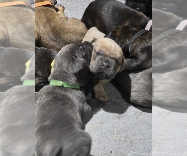 Medium Photo #19 Cane Corso Puppy For Sale in BLANCA, CO, USA
