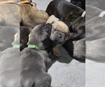 Small #18 Cane Corso
