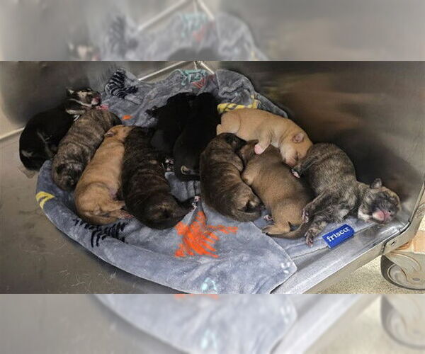 Medium Photo #1 German Shepherd Dog-Unknown Mix Puppy For Sale in Riverside, CA, USA