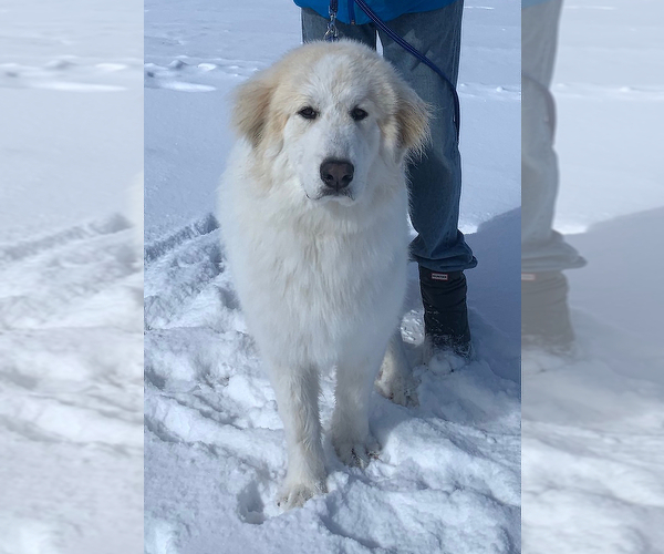 Medium Photo #1 Great Pyrenees Puppy For Sale in MONTROSE, CO, USA