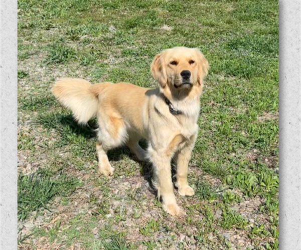 Medium Photo #1 Golden Retriever Puppy For Sale in TONASKET, WA, USA