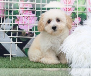 Poochon Puppy for sale in MARIETTA, GA, USA