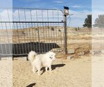 Small Photo #4 Great Pyrenees-Maremma Sheepdog Mix Puppy For Sale in PEYTON, CO, USA