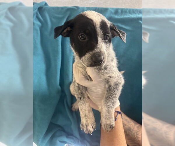 Medium Photo #2 German Shepherd Dog Puppy For Sale in Riverside, CA, USA