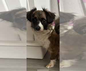 Colonial Cocker Spaniel Dogs for adoption in San Diego , CA, USA