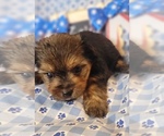 Small #1 Yorkshire Terrier