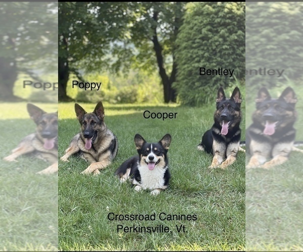 Medium Photo #19 German Shepherd Dog Puppy For Sale in PERKINSVILLE, VT, USA